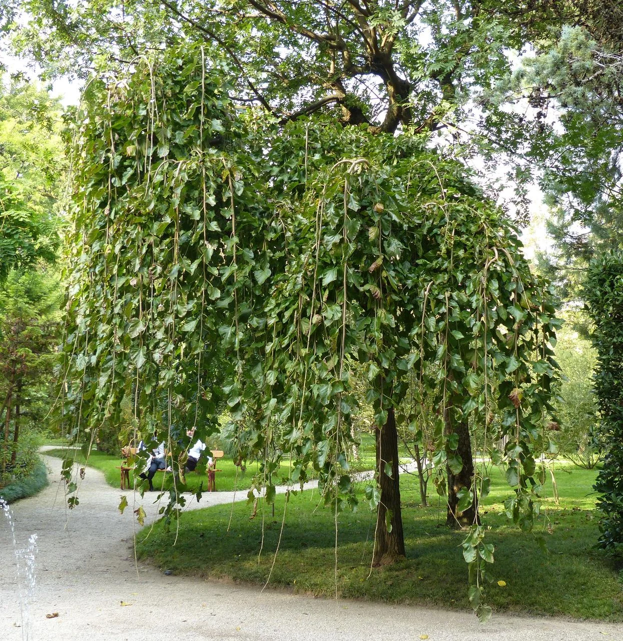 Ива козья Pendula Ива козья Pendula