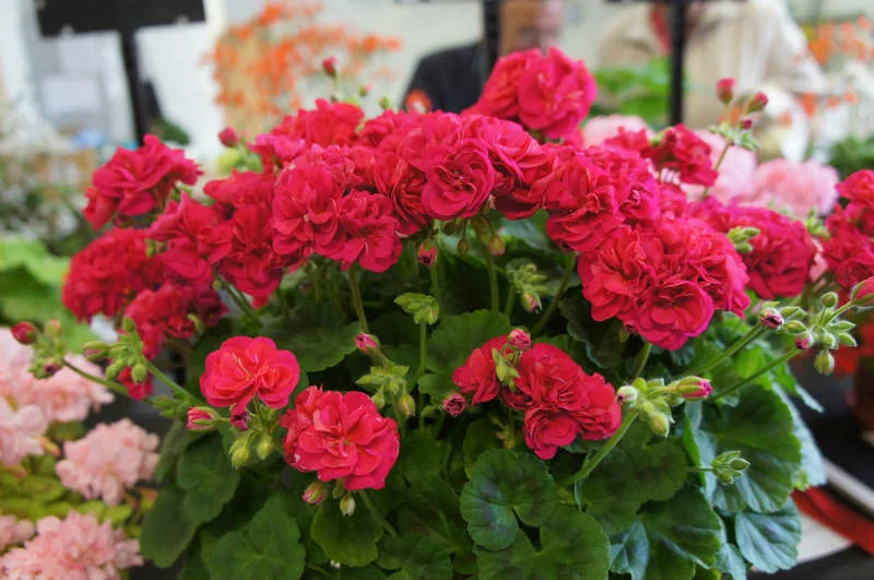 Герань (Аистов клюв) Мушкатик Герань (Аистов клюв) Мушкатик