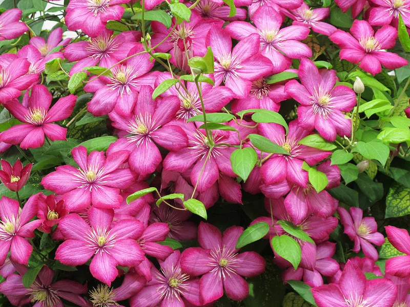 Клематис (Ломонос) гибридный Ville de Lyon Клематис (Ломонос) гибридный Ville de Lyon