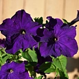 Петуния грандифлора Тритуния Блю Петуния грандифлора Тритуния Блю