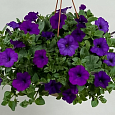 Петуния ампельная Опера Блю Петуния ампельная Опера Блю