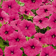 Петуния ампельная Саксесс Роуз Петуния ампельная Саксесс Роуз