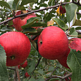Яблоня Красное раннее Яблоня Красное раннее