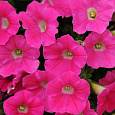 Петуния ампельная F1 Шок Вейв Роуз Петуния ампельная F1 Шок Вейв Роуз