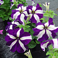 Петуния грандифлора Галактика F1 Синяя Петуния грандифлора Галактика F1 Синяя