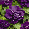 Петуния махровая многоцветковая Дуо блю Петуния махровая многоцветковая Дуо блю