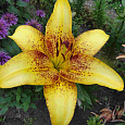 Лилия азиатская Танго Голден Стоун
