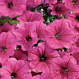 Петуния грандифлора Суперкаскад Пинк Петуния грандифлора Суперкаскад Пинк