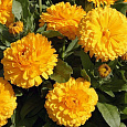 Календула карликовая Lemon Twist Календула карликовая Lemon Twist