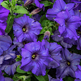 Петуния гибридная Трилоджи Блю Петуния гибридная Трилоджи Блю