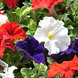 Петуния грандифлора Дримс Патриот Микс Петуния грандифлора Дримс Патриот Микс