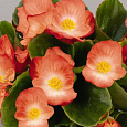 Бегония вечноцветущая зеленолистная Спринт Плюс Оранж