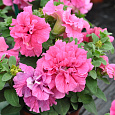 Петуния махровая	Дабл каскад пинк Петуния махровая	Дабл каскад пинк