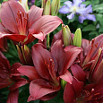 Лилия ЛА-гибрид Атакама Лилия ЛА-гибрид Атакама