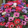 Анемона корончатая де Кан Смесь окрасок