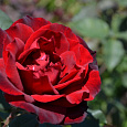 Роза чайно-гибридная Баркарола (Rose Barkarole)