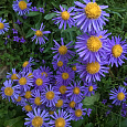 Астра альпийская Голубая Астра альпийская Голубая