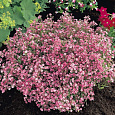 Гипсофила (Качим) ползучая Rosea