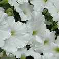 Петуния Белый шар Петуния Белый шар