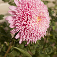 Астра Помпонная светло-розовая Астра Помпонная светло-розовая