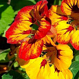 Настурция Языки пламени