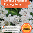 Астильба Арендса Рок энд Ролл