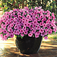 Петуния ампельная F1 Изи Вейв	Пинк Пэшн Петуния ампельная F1 Изи Вейв	Пинк Пэшн