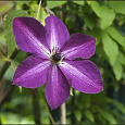 Клематис (Ломонос) гибридный Night Veil Клематис (Ломонос) гибридный Night Veil