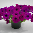 Петуния ампельная Саксесс Виолет Петуния ампельная Саксесс Виолет
