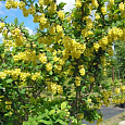 Барбарис оттавский Indian Summer
