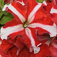 Петуния грандифлора Тритуния Ред Стар