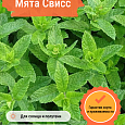Мята Свисс