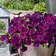 Петуния ампельная Саксесс Виолет Петуния ампельная Саксесс Виолет