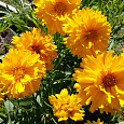 Кореопсис крупноцветковый Затея Кореопсис крупноцветковый Затея