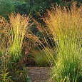 Молиния тростниковая Sky Racer
