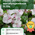 Герань (Аистов клюв) кентабриджийская St.Ola Герань (Аистов клюв) кентабриджийская St.Ola