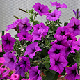Петуния ампельная F1 Изи Вейв	Виолет Петуния ампельная F1 Изи Вейв	Виолет