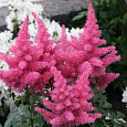 Астильба гибридная Purpurea Elegans