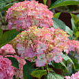 Гортензия крупнолистовая Кумико