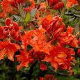 Азалия гибридная Хотспур ред