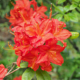 Азалия гибридная Хотспур ред