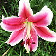 Лилия ЛОО-гибрид Пинк Бриллиант Лилия ЛОО-гибрид Пинк Бриллиант