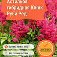 Астильба гибридная Юник Руби Ред