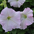 Петуния грандифлора Дримс Эппелблоссом Петуния грандифлора Дримс Эппелблоссом