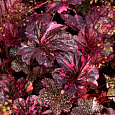 Гейхера гибридная Миднайт Роуз Гейхера гибридная Миднайт Роуз