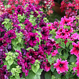 Петуния бахромчатая Афродита пурпурная Петуния бахромчатая Афродита пурпурная