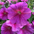 Петуния грандифлора Игл Пинк Вейн Петуния грандифлора Игл Пинк Вейн