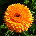 Календула пацифик Абрикосовая красавица Календула пацифик Абрикосовая красавица