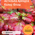 Астильба Арендса Колор Флэш