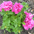 Петуния махровая	Дабл каскад пинк Петуния махровая	Дабл каскад пинк